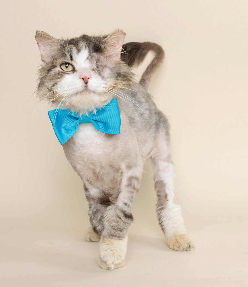 adoption center
