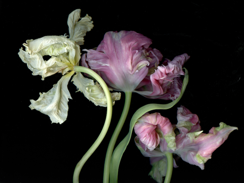 Healing Botanicals