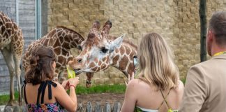 A person feeds a giraffe a piece of lettuce.