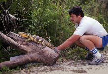Tom Crutchfield with large monitor lizard in the 1970s.