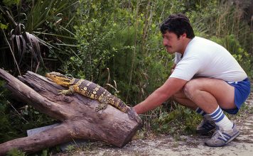Tom Crutchfield with large monitor lizard in the 1970s.