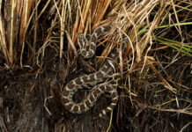 Eastern Massasauga