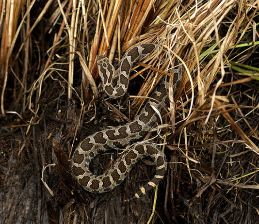 Eastern Massasauga
