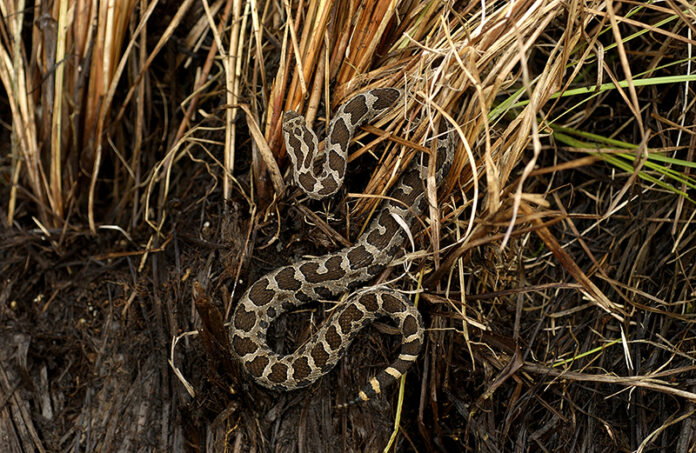 MNFI Massasauga Snake Survey Bois Blanc Island Eastern Massasauga