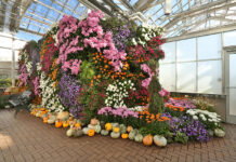 Mums at Meijer Gardens