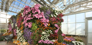 Mums at Meijer Gardens