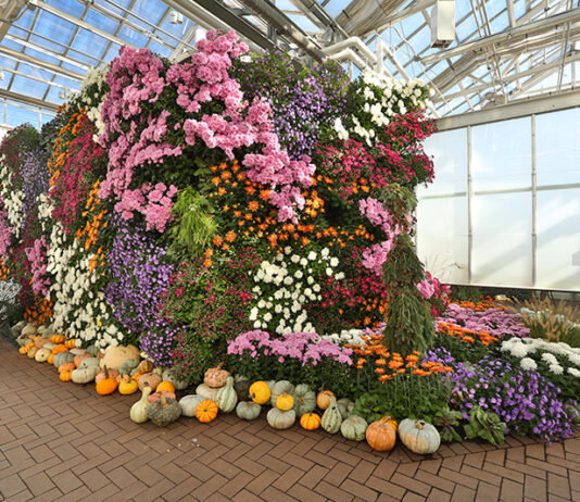 42 Things to Do in Metro Detroit This Weekend (Oct. 2-4) Mums at Meijer Gardens